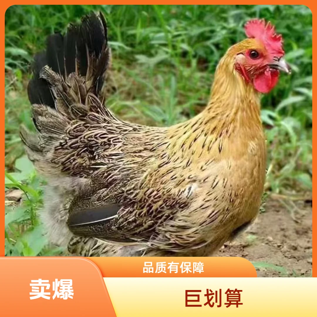 农村散养土鸡正宗二斤粮食鸡【到手4只】