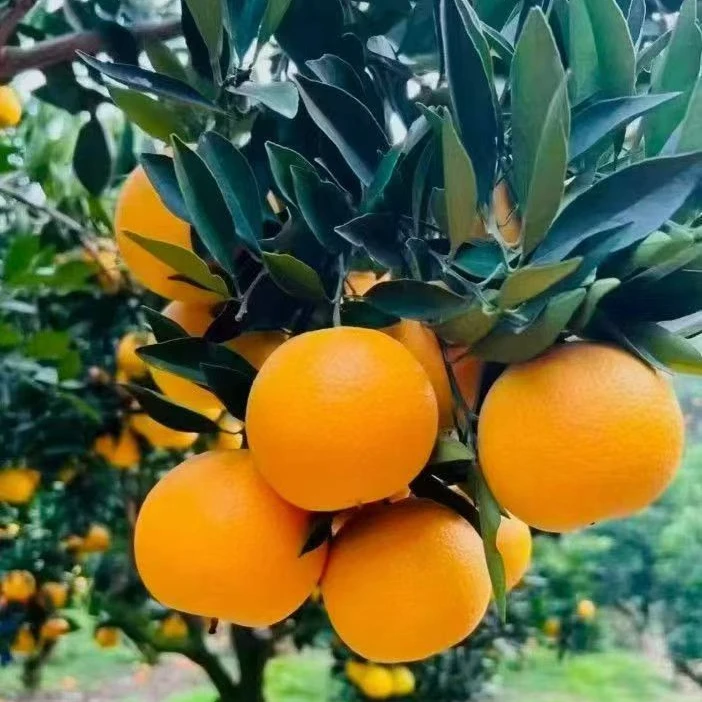 新鲜脐橙九月红当季甜橙子皮薄多汁果园直发新鲜水果