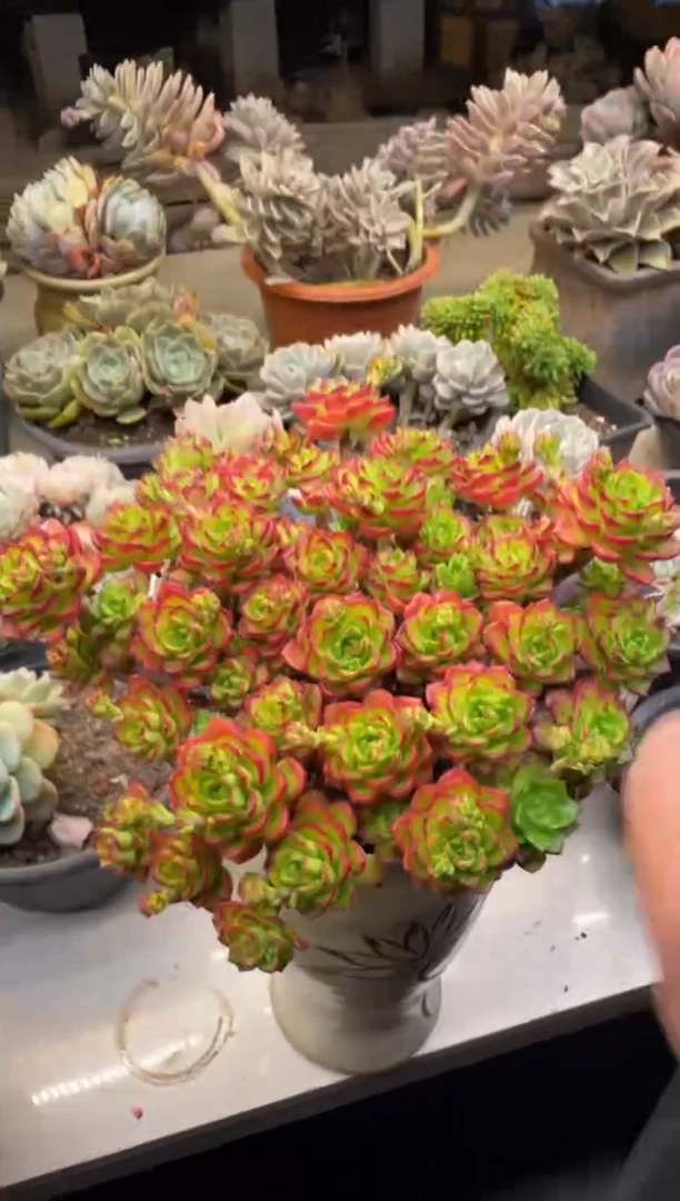 【闪购商品】141蒂亚