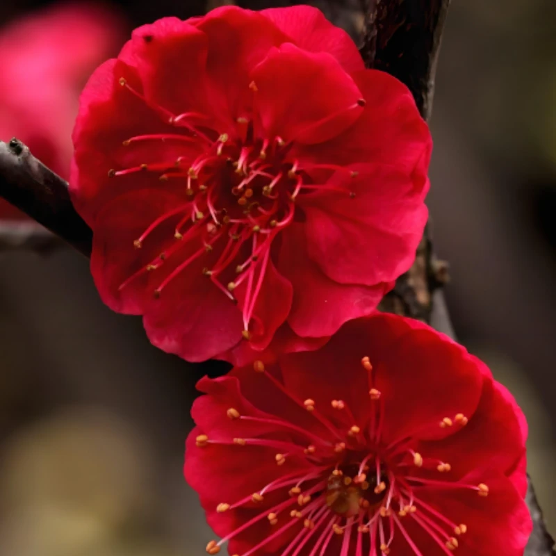 【一物一拍】梅花盆栽树苗原生老桩盆景阳台庭院绿植物浓香花卉耐寒