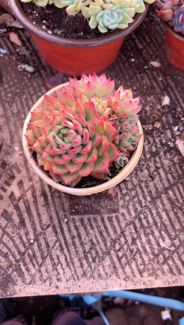 浅*多肉植物一物一拍22271