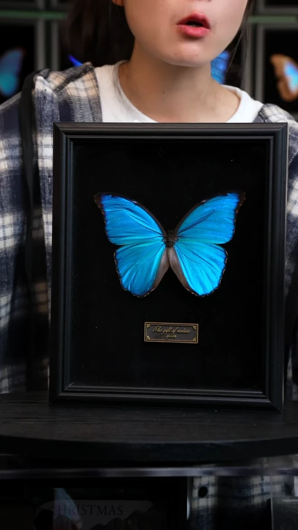 大蓝闪蝶黑绒底版10寸欧式框（带证书）