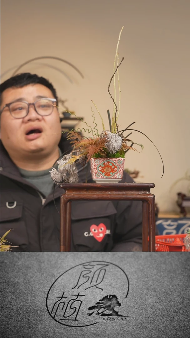 【闪购商品】盆景草本植物  顺丰