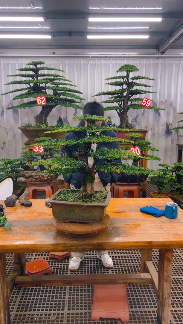 无花朵二****享精品盆景直播间一物一拍