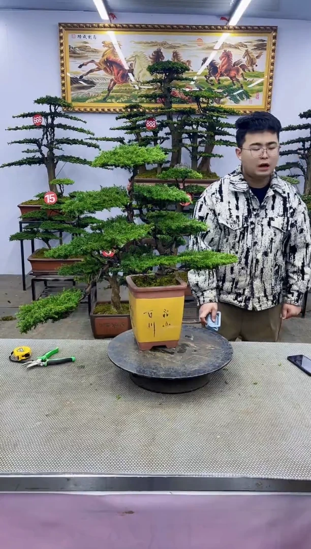 【闪购商品】八斗松/松类活物造型盆景，以直播间截图为啊啊啊啊