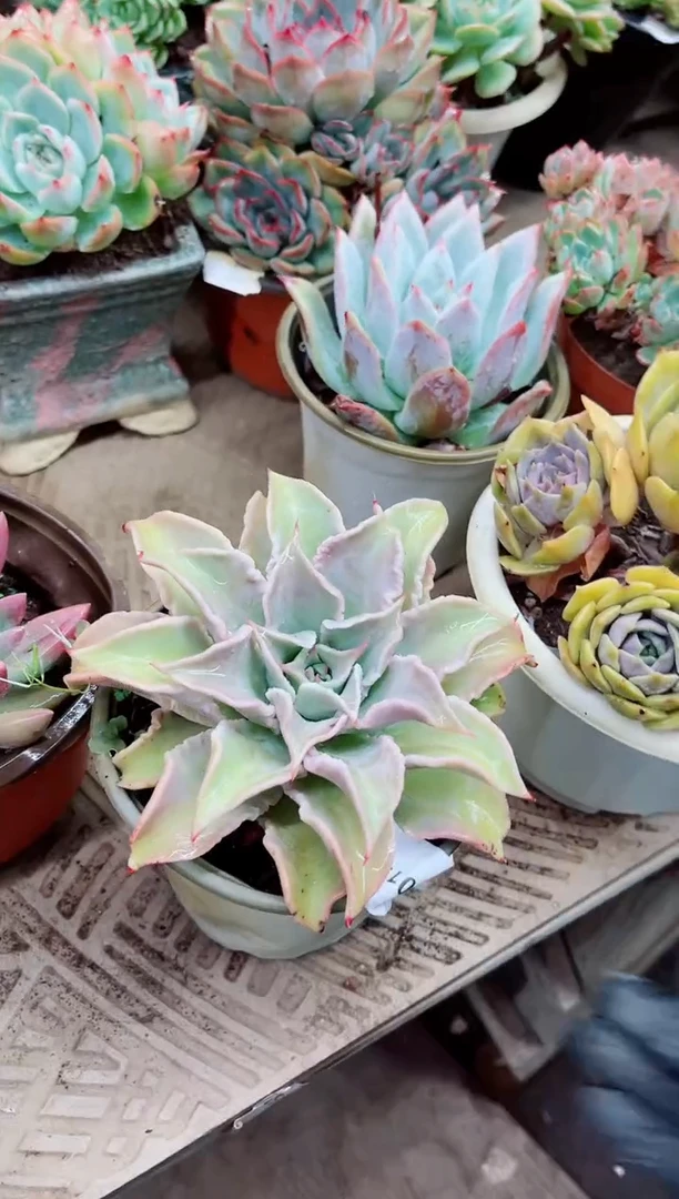 ?****灬30014多肉植物一物一拍