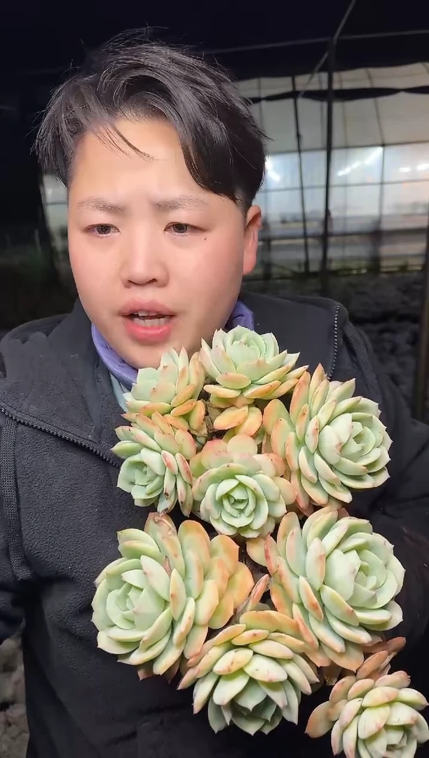 露养区恋曲群2颗3.99