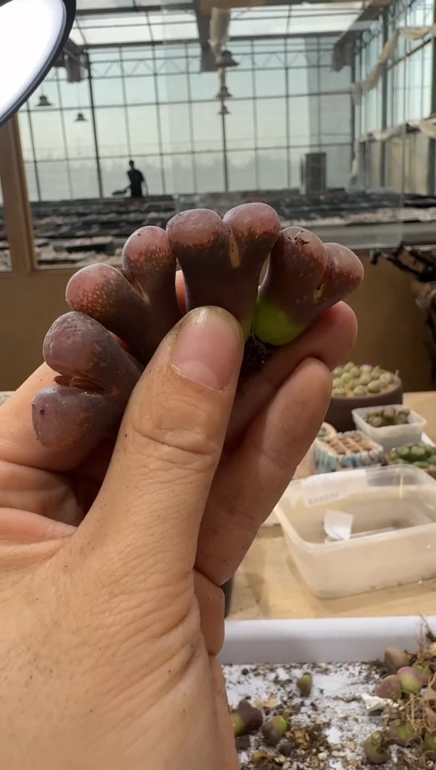 冬*多肉植物肉锥4-236蔡勇