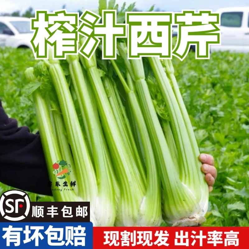 【榨汁西芹】寿光去叶西芹新鲜现割农家西洋芹榨汁芹菜3/4/5斤