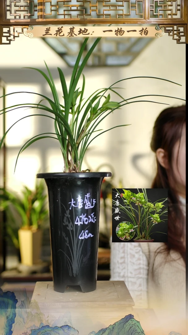 全部花苞大唐盛世2花苞