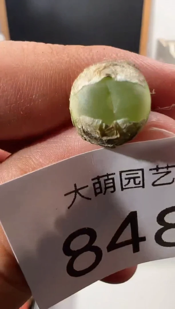 一物一拍            848