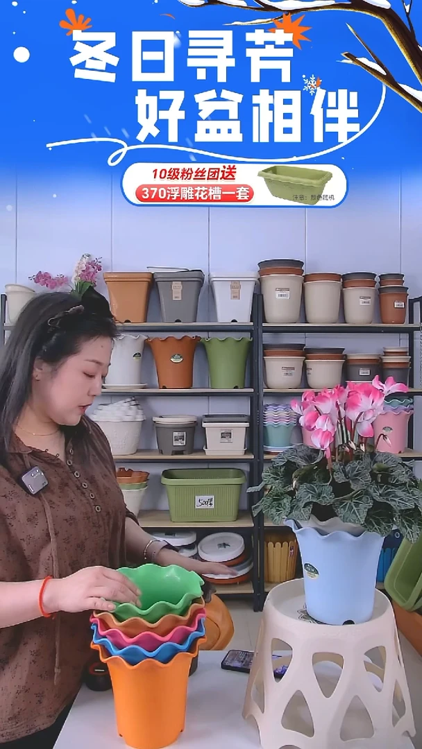 彩色荷叶边5002五个不带托盘