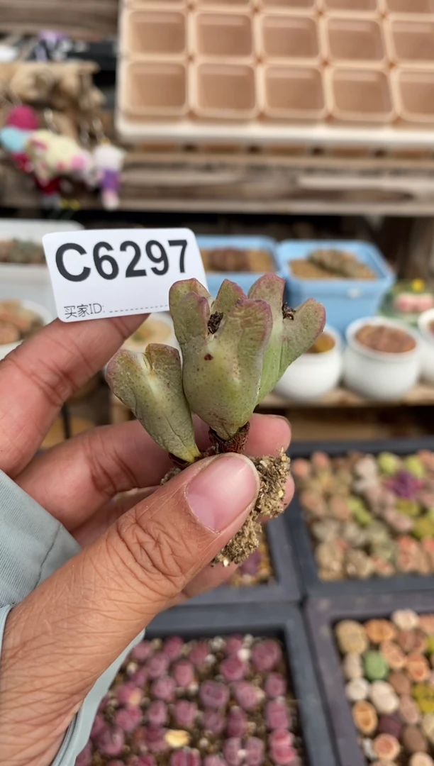 6297直播一物一拍