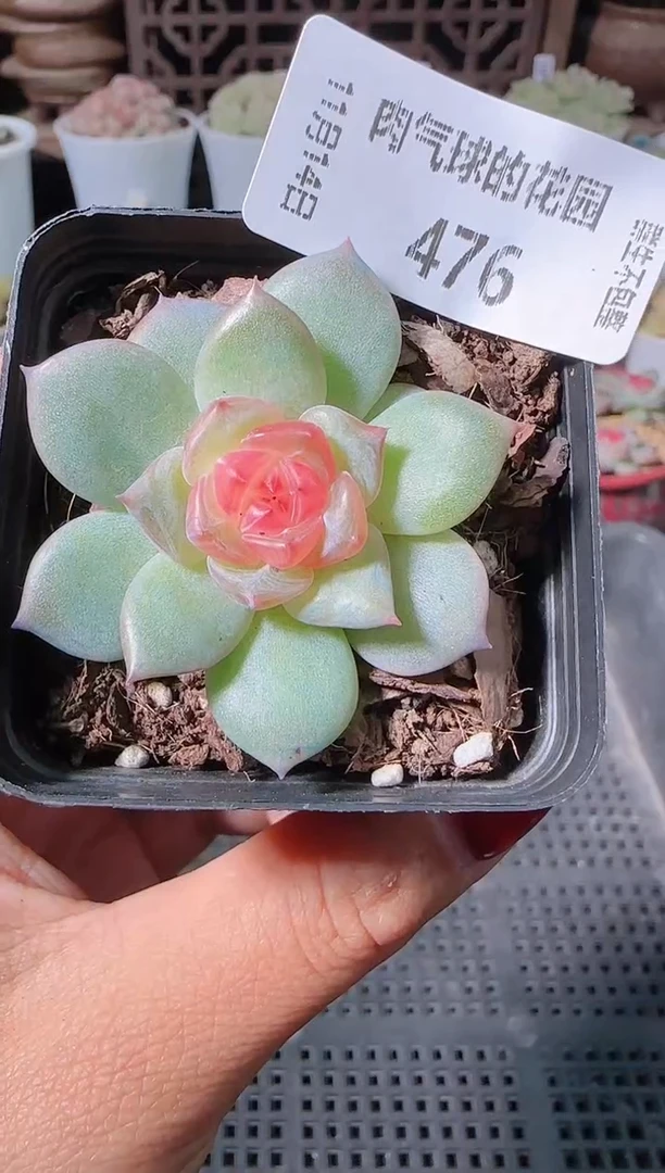 1114-476寒酥群生不包整