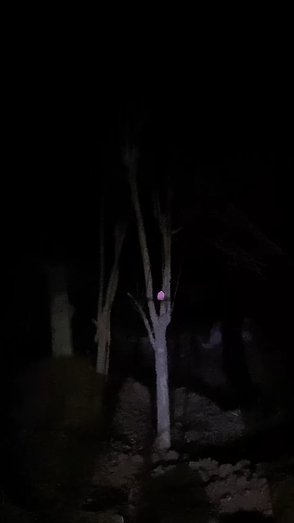 完全开放柿子212