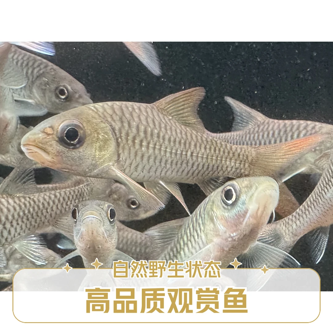 原生缅甸盈江结吉罗鱼广温鱼杂食宠物鱼苗子批发湛江吉罗鱼草鱼