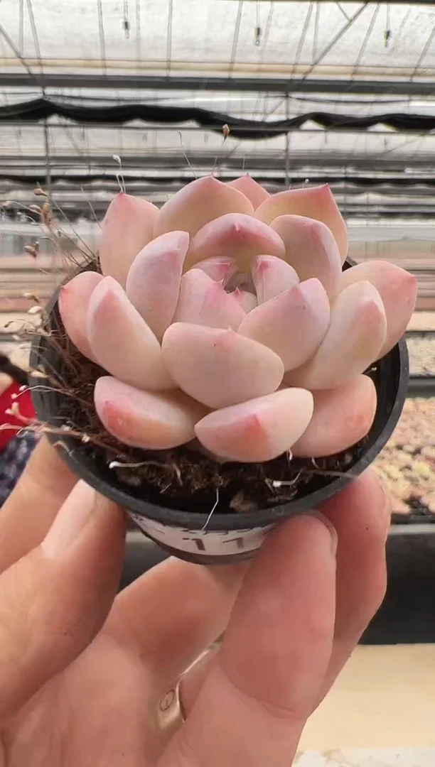 【闪购商品】新款多肉-111（5.5杯）