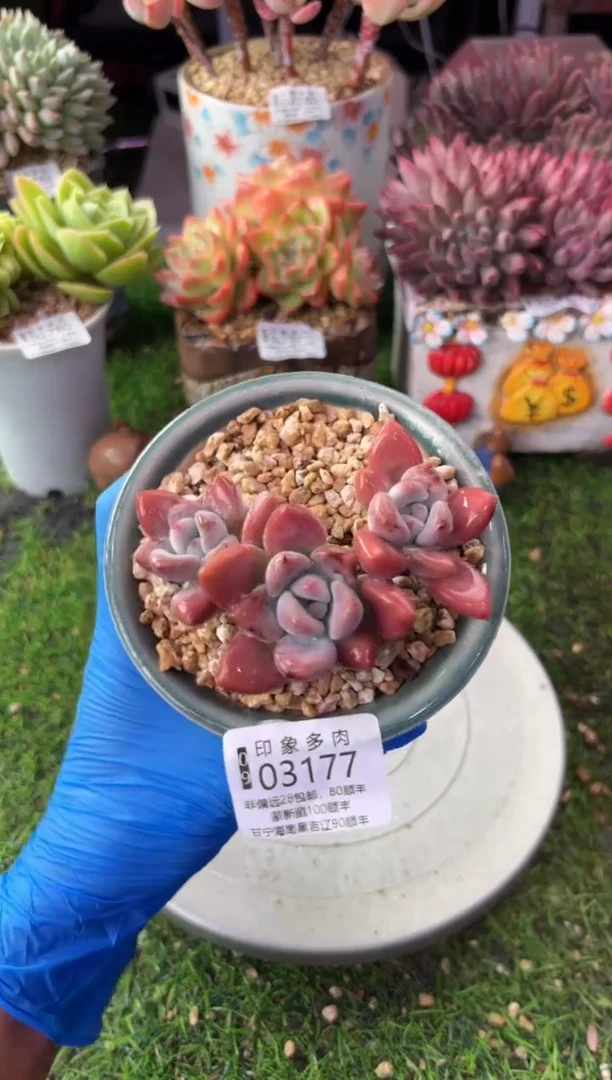 昆明印象多肉03177