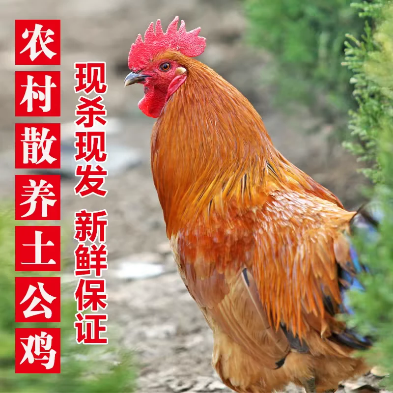 【顺丰】山东农村散养360天溜达鸡现杀带内脏大公鸡