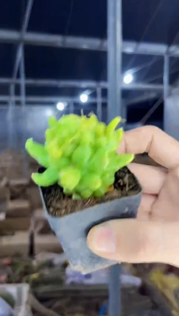 【闪购商品】5颗 泰菊莲