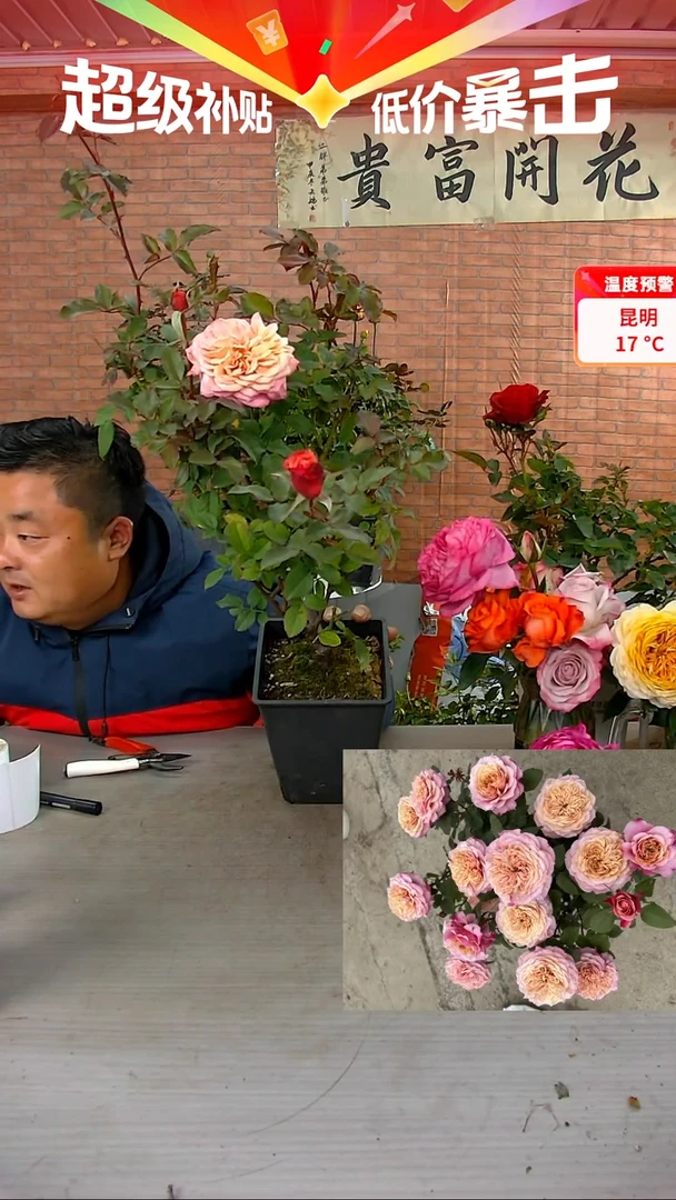 当前无花朵，栽培后可花朵雅