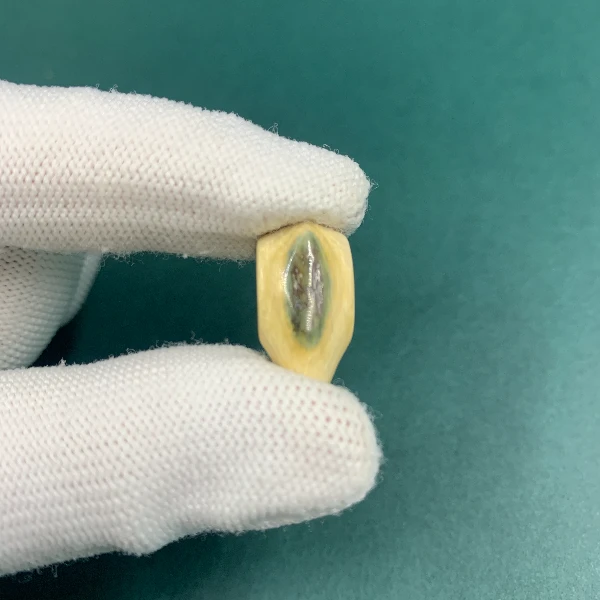 H5648天然猛犸猛犸牙精品三通支持鉴定假一罚四