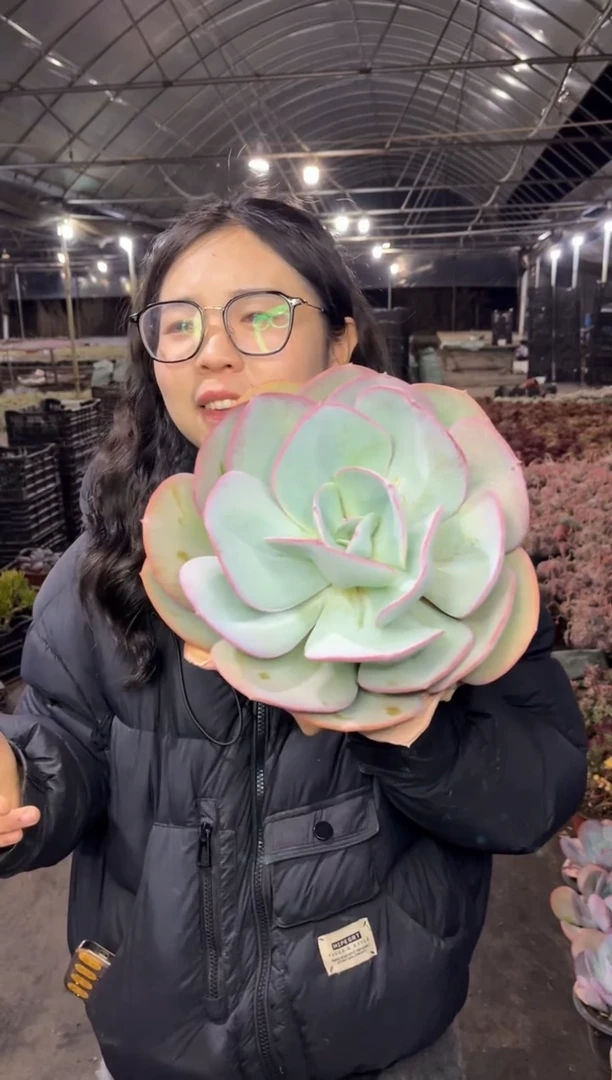 【闪购商品】46-布鲁克林的蓝15