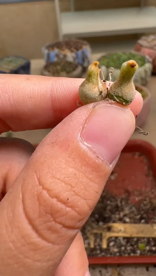 9-128多肉植物肉锥
