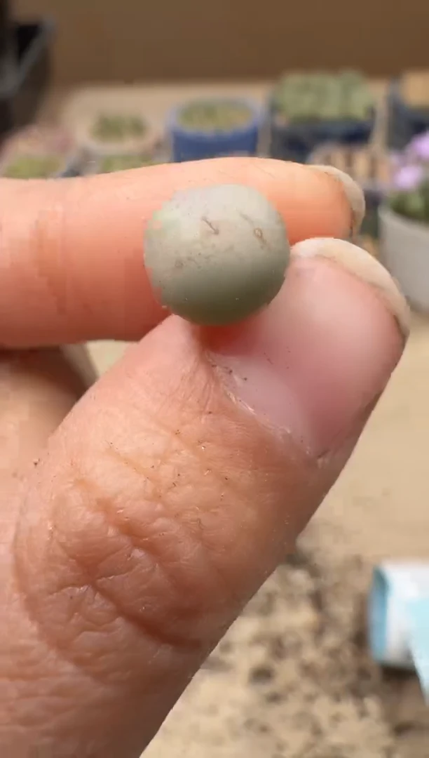 13-81多肉植物肉锥