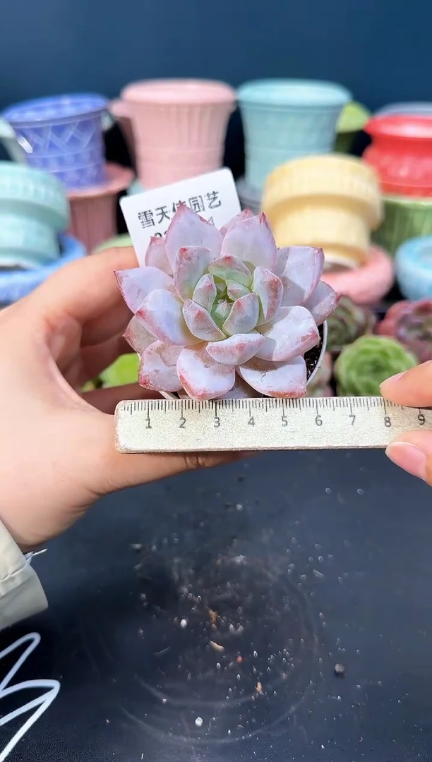 918-031青山（冠幅5CM）