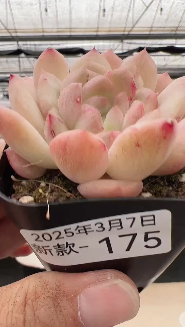 【闪购商品】新款多肉-175