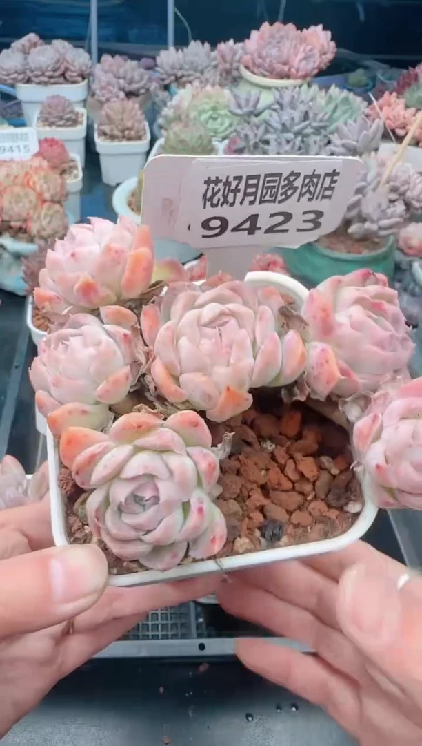 【闪购商品】9423.