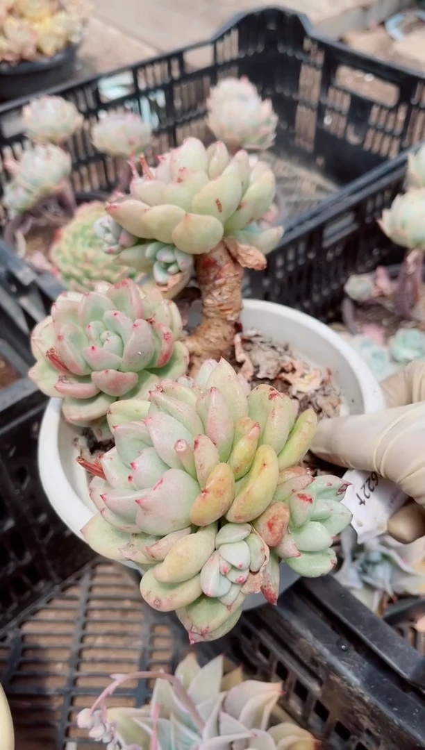 16221多肉植物一物一拍