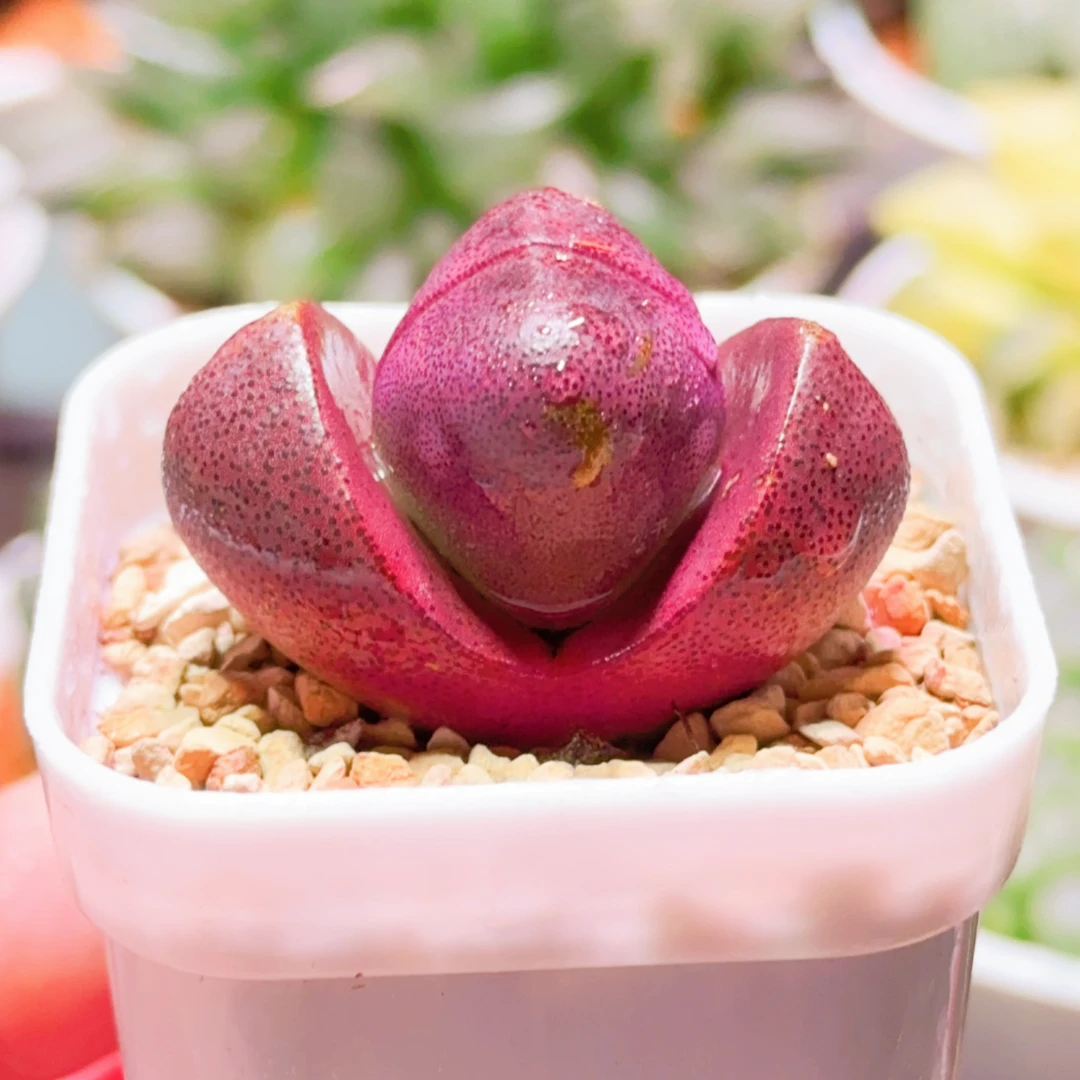 紫元宝 裸根发货  (满16包邮） 紫帝玉开花多肉