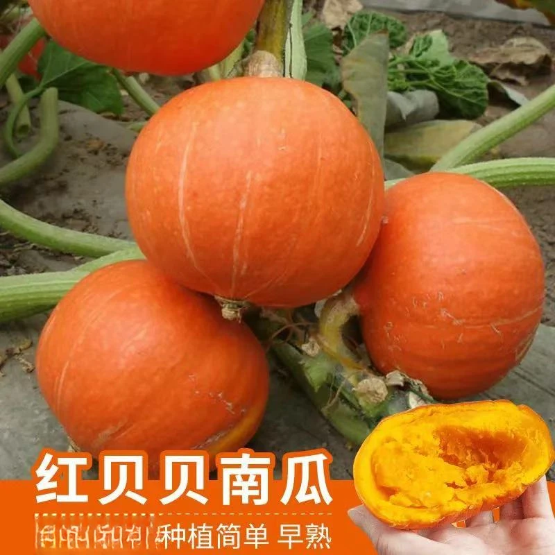 【全店满五包包邮】甜如蜜南瓜种子四季阳台农家蔬菜种孑