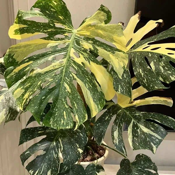 明脉蔓绿绒 送 二琦鹿角蕨