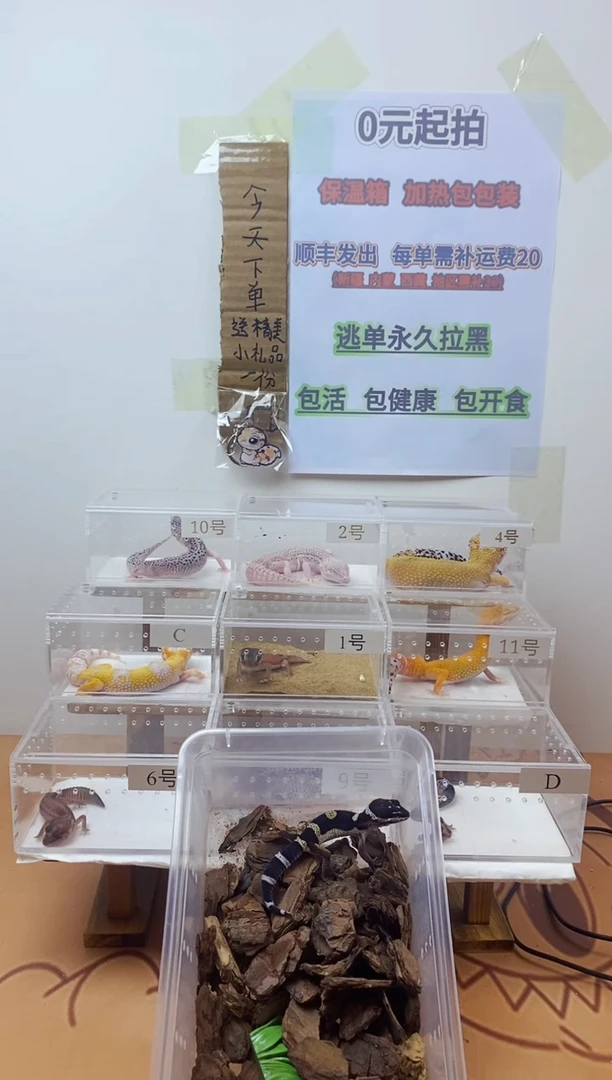 豹纹守宫豹纹守宫幼苗亚成体成体