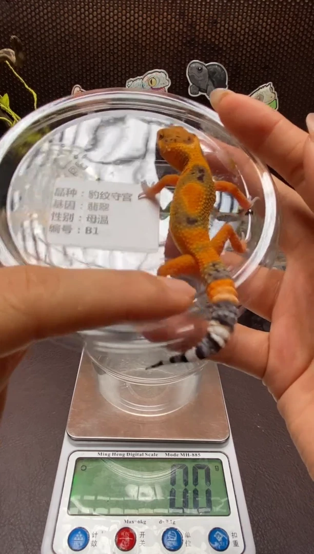 豹纹守宫鳞与尾 Scale Tail 爬宠B1