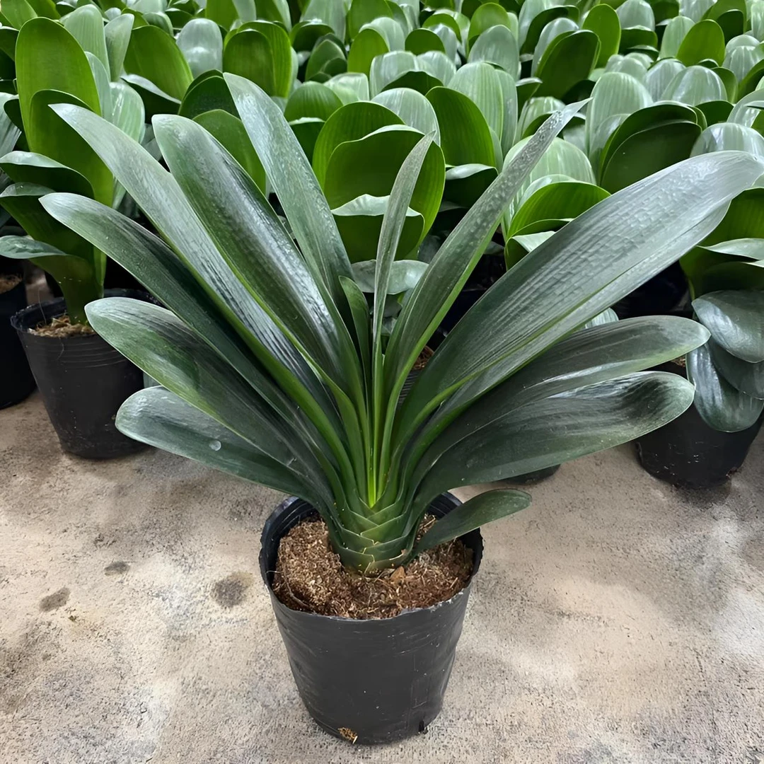 正宗原生精品长叶君子兰客厅绿植大盆栽室内庭院阳台花卉基地直销