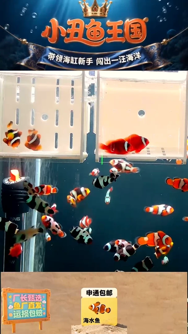 海水鱼4+全品 番茄一对