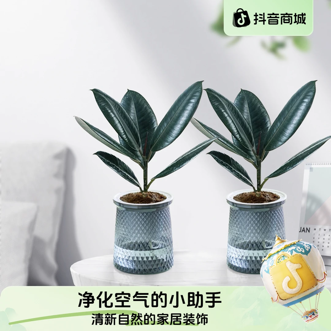 黑金刚盆栽室内好养耐寒四季常青净化空气植物花卉橡皮树