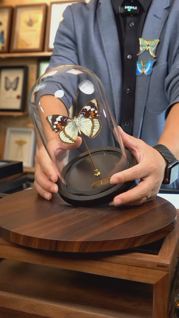 白斑迷蛱蝶中号玻璃罩