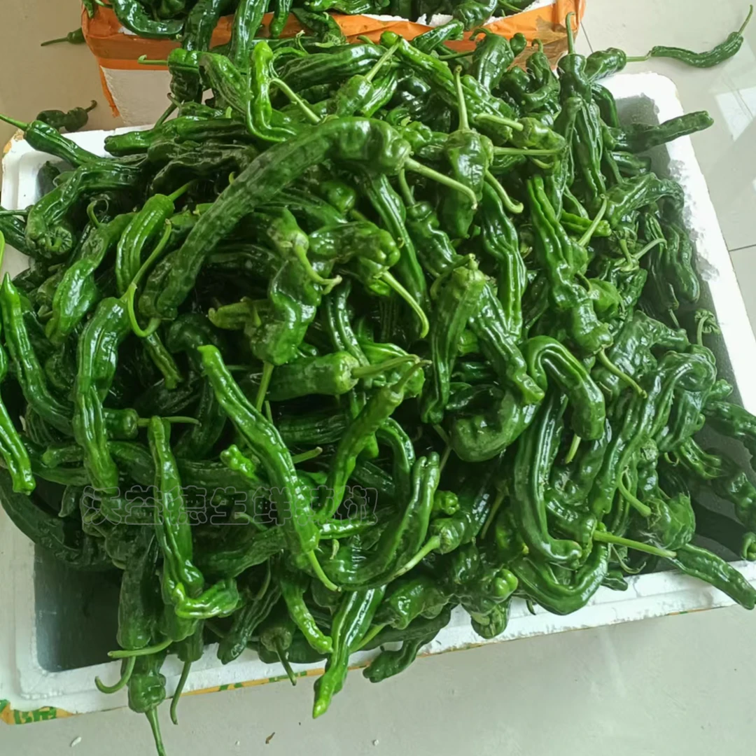 现摘特辣新鲜小皱皮青椒薄皮农家自种应季蔬菜现摘青辣椒新鲜