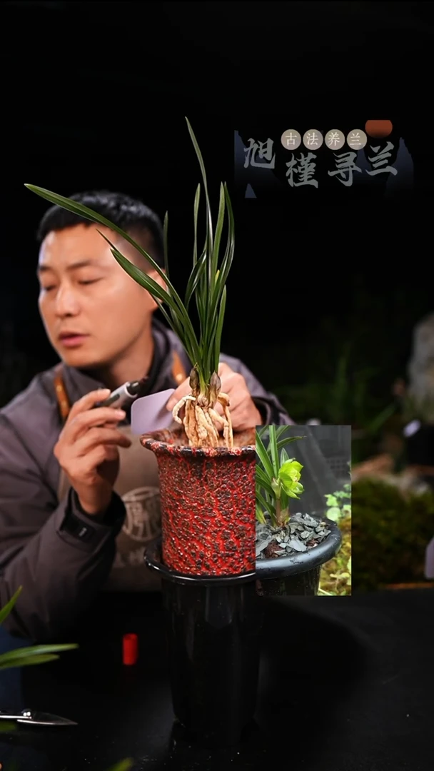 全部花苞小*春兰绿云（一物一拍）