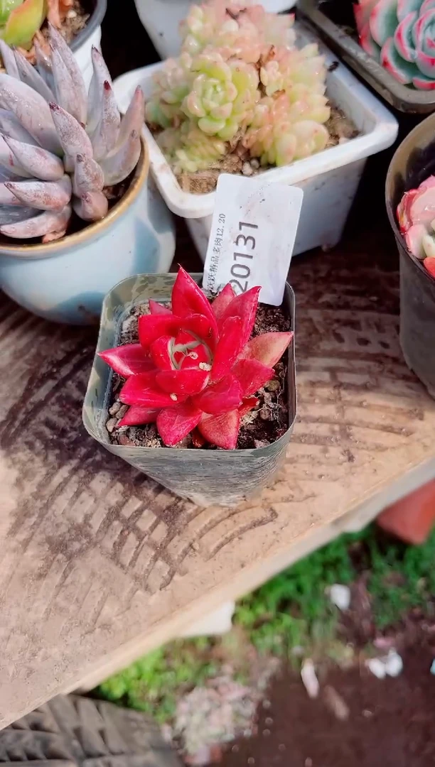 百**凤跃跃精品多肉20131