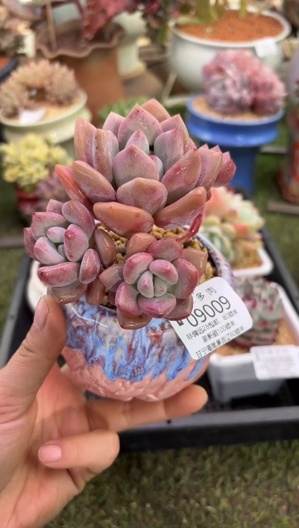 【闪购商品】09009