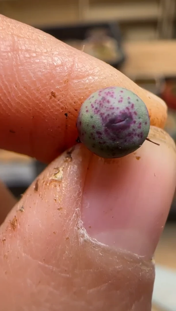 【闪购商品】7-38`SE