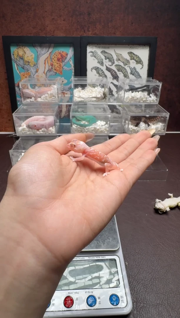 瘤尾守宫鳞与尾 Scale Tail 爬宠草莓软糖白化瘤尾