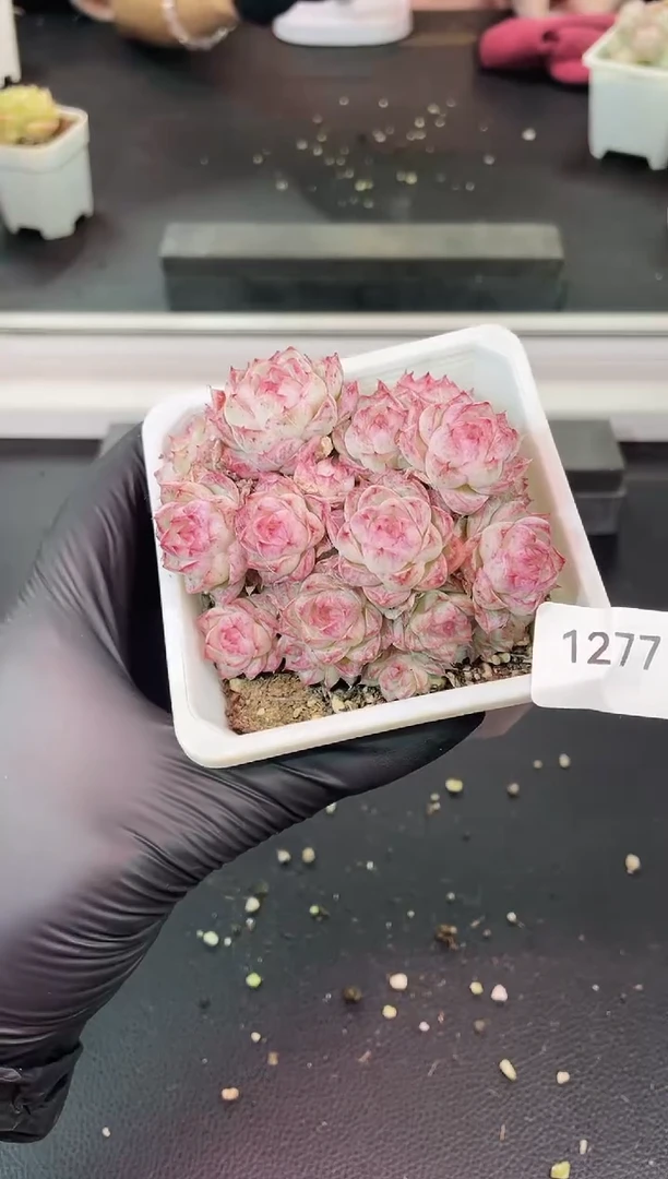 闪购1277  女王群多肉一颗