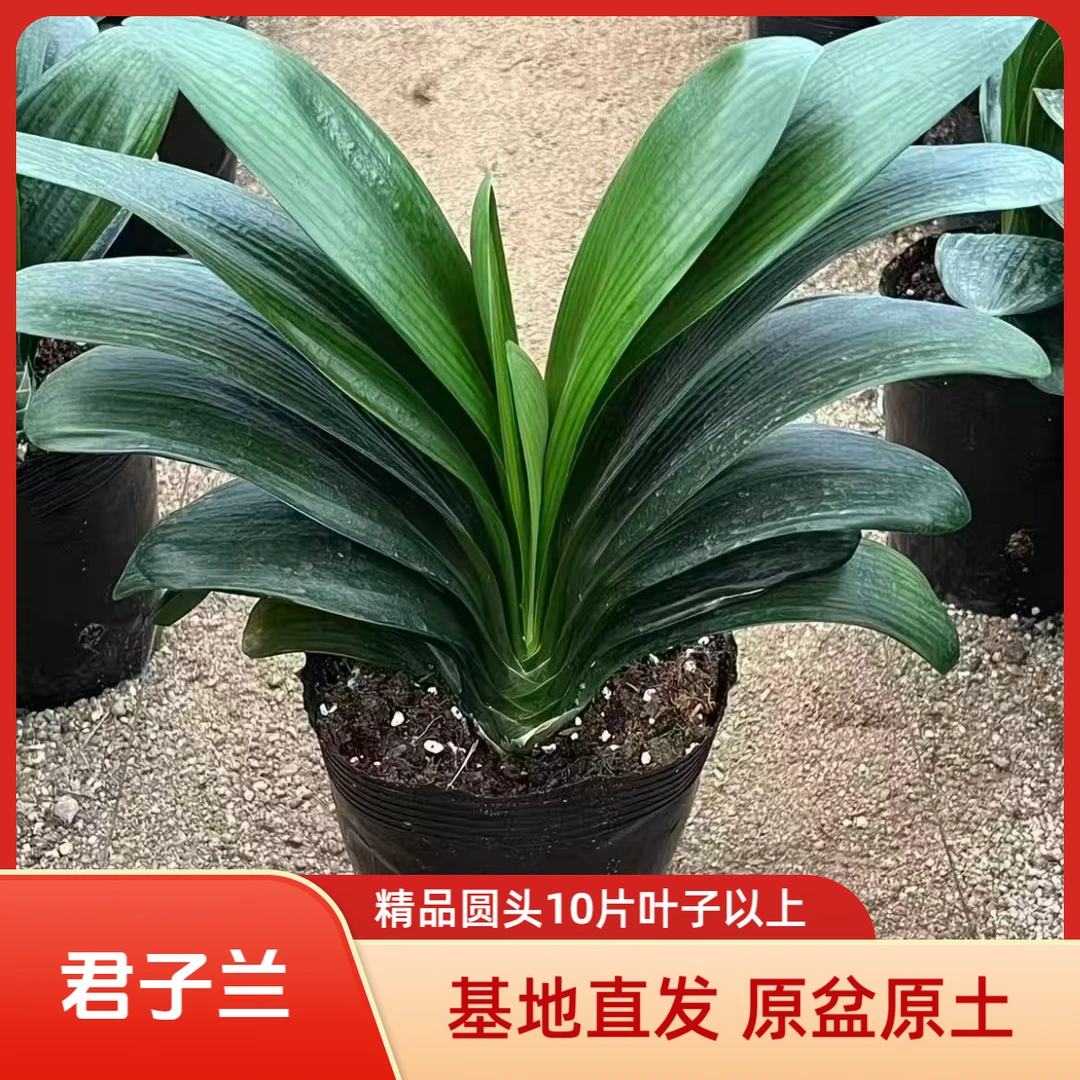 君子兰盆栽精品圆头和尚苗室内花卉带花苞好养易活四季常青